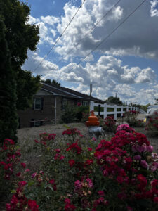 Rose bushes in front of complex