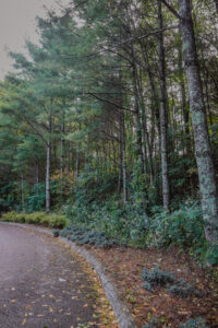 Tree lines driveway leading into complex