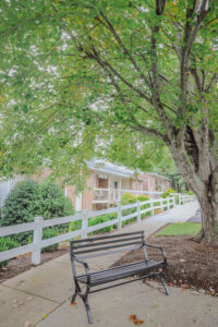 paved walkway with trees and benches