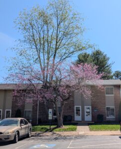 A building with a blue sky and blooming tree