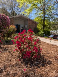 A blooming bush outside of a one story building