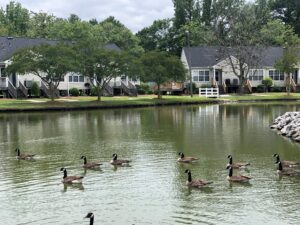 Geese on a pond